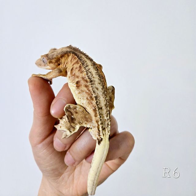 릴리100%헷아잔틱 팬텀