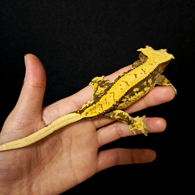 노멀 다크 할리퀸 옐로우