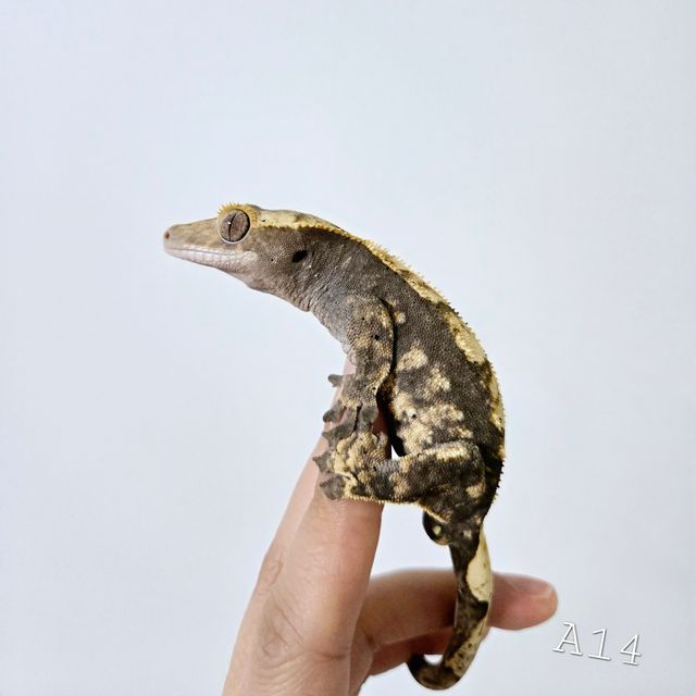 100%헷아잔틱