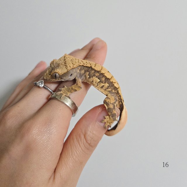 노멀 트라이 익스트림할리퀸 화이트스팟