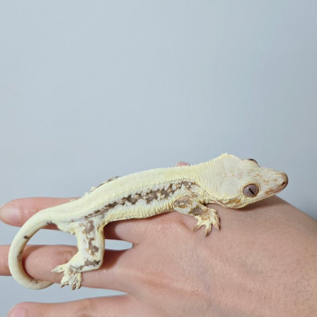 릴리화이트 솔리드백