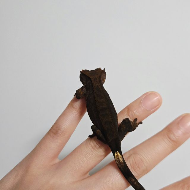 챠콜