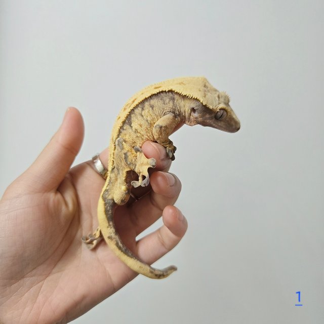 노멀 트라이 화이트스팟 익스트림할리퀸