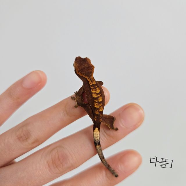 다크 플레임