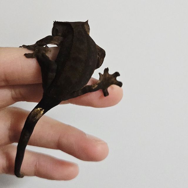 챠콜
