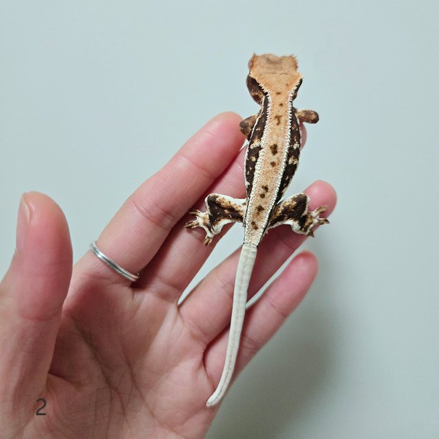 릴리화이트 화이트핀