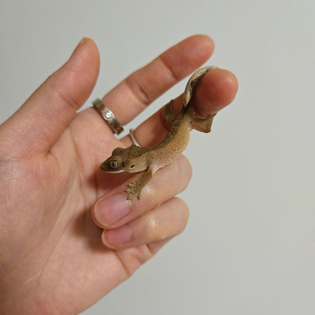 팬텀 패턴리스 카푸치노