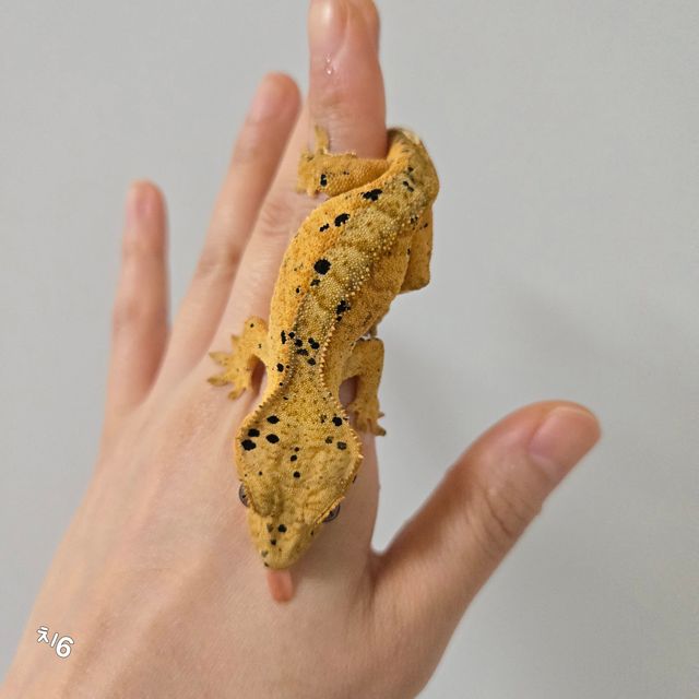달마시안 슈퍼달마시안 옐로우