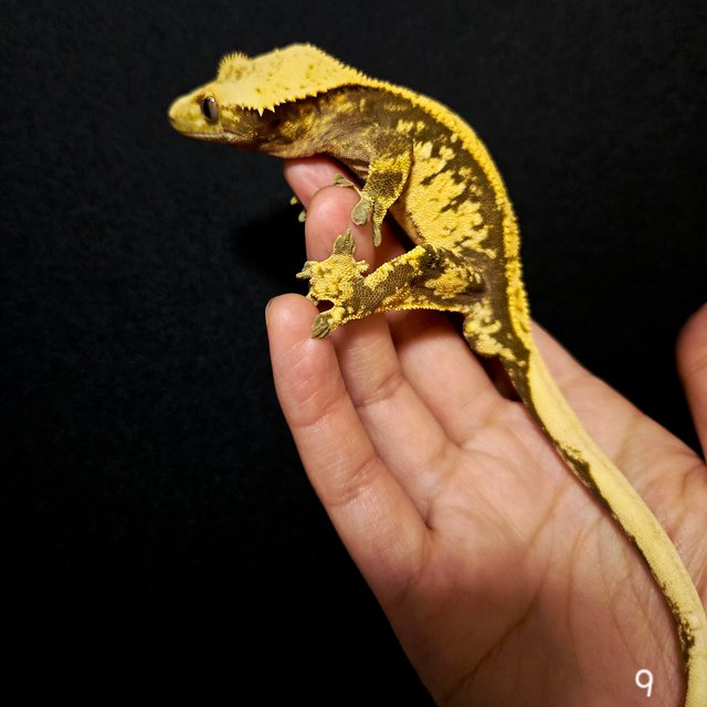 노멀 다크 할리퀸 옐로우