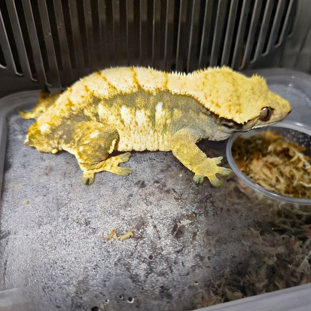 트라이