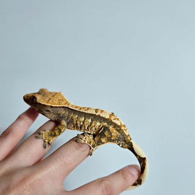 트라이 익스트림할리퀸 화이트스팟 화이트포트홀