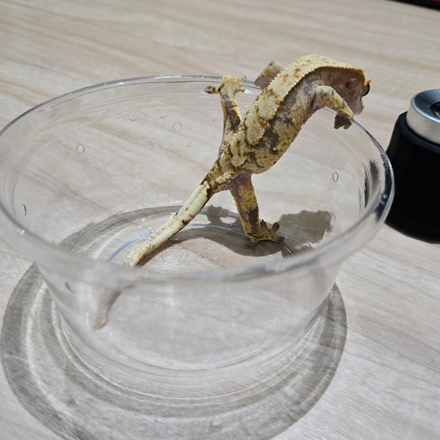 트라이 익스트림할리퀸 화이트스팟