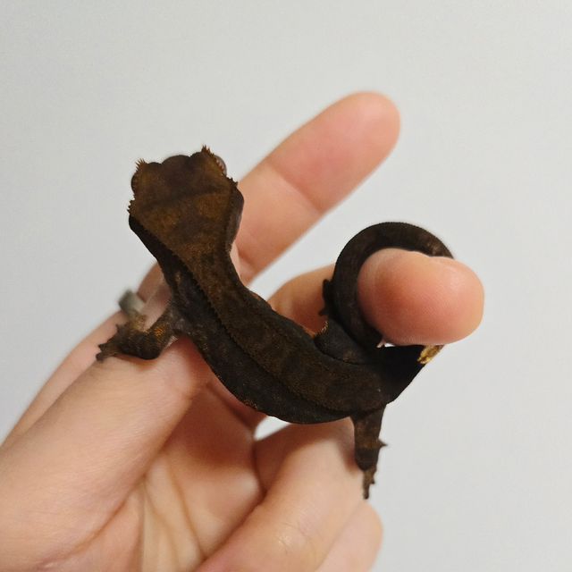 챠콜