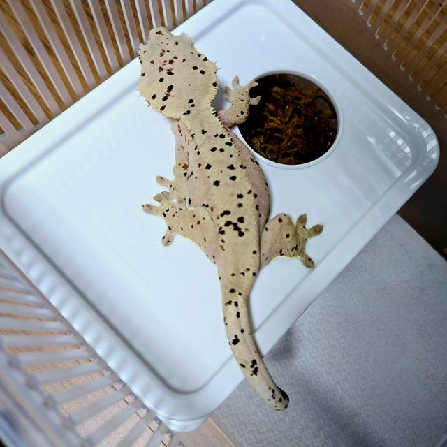 슈퍼달마시안