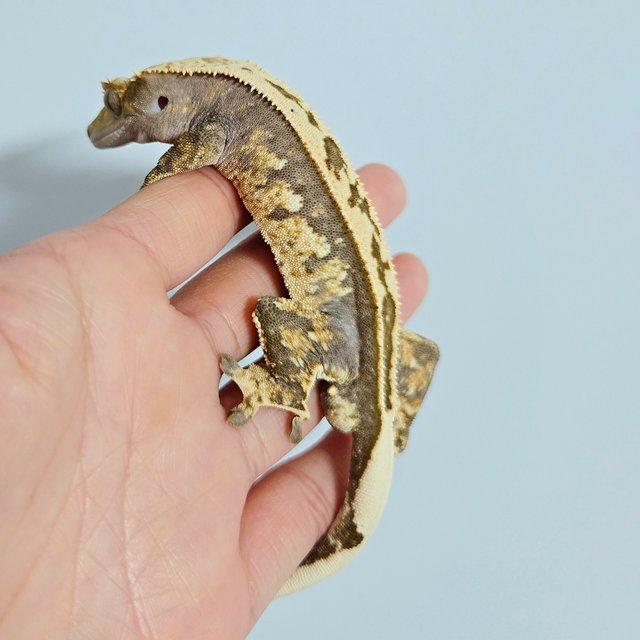 노멀 풀핀 화이트포트홀