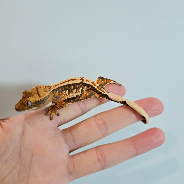 텐저린 트라이 익스트림할리퀸