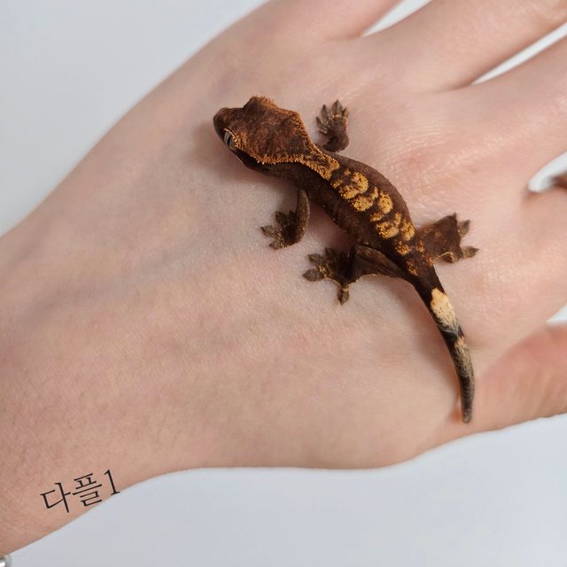 다크 플레임