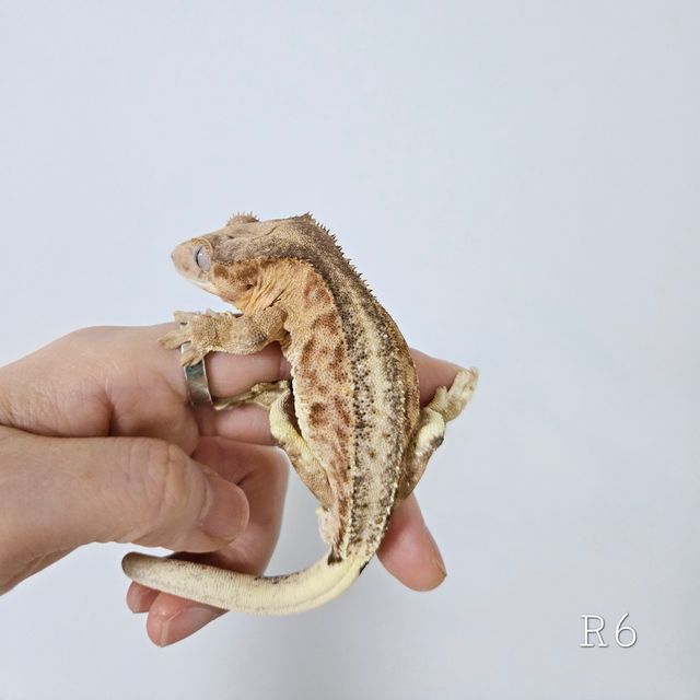 릴리100%헷아잔틱 팬텀