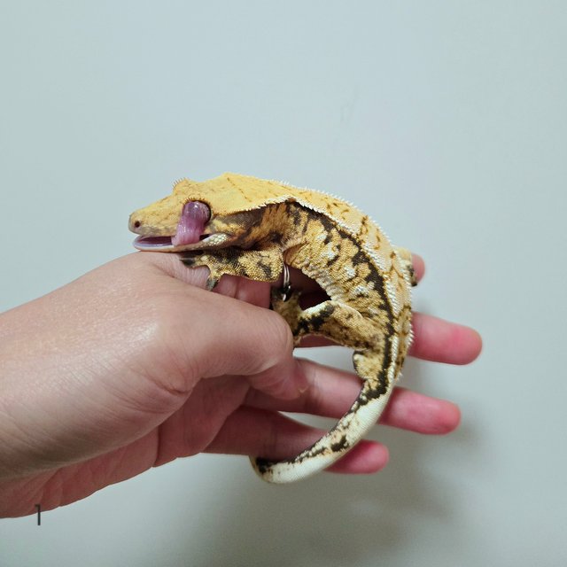 트라이 익스트림할리퀸 화이트핀