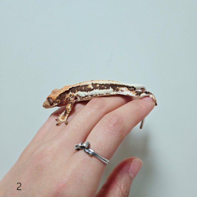 릴리화이트 화이트핀