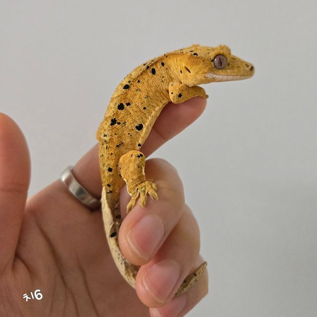 달마시안 슈퍼달마시안 옐로우