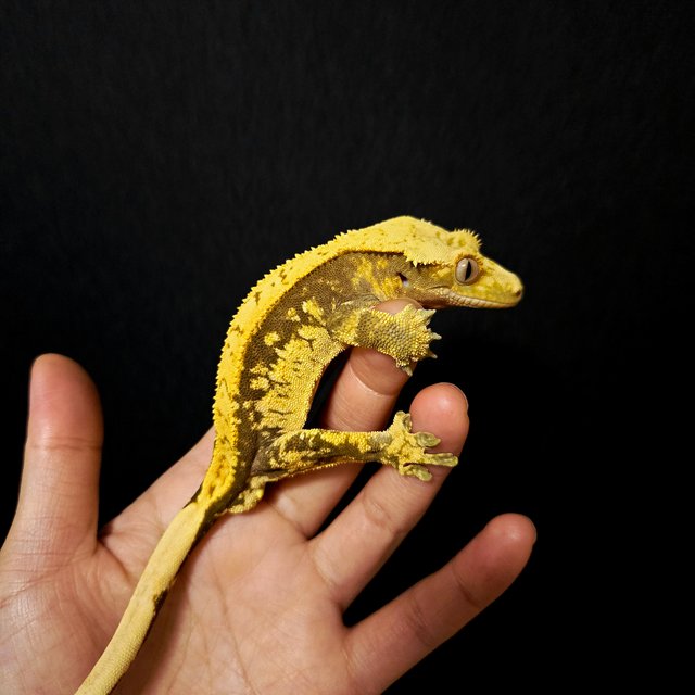 노멀 다크 할리퀸 옐로우