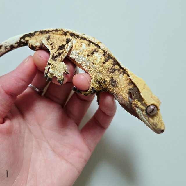 트라이 익스트림할리퀸 화이트핀