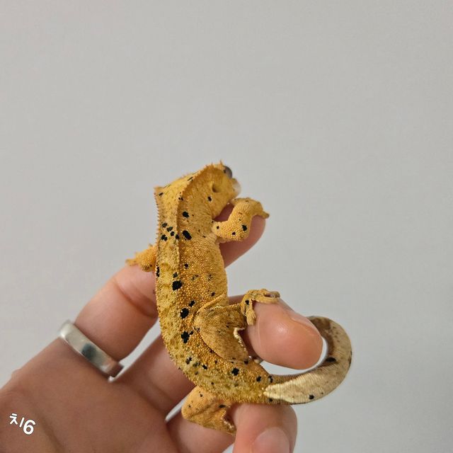 달마시안 슈퍼달마시안 옐로우