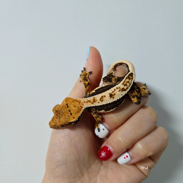 쿼드 풀핀 다크