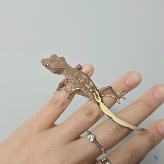 팬텀 패턴리스 프라푸치노