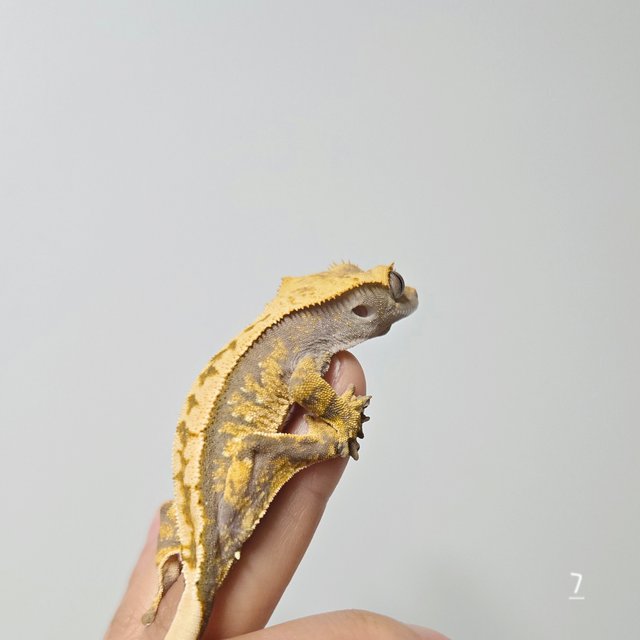 트라이 익스트림할리퀸