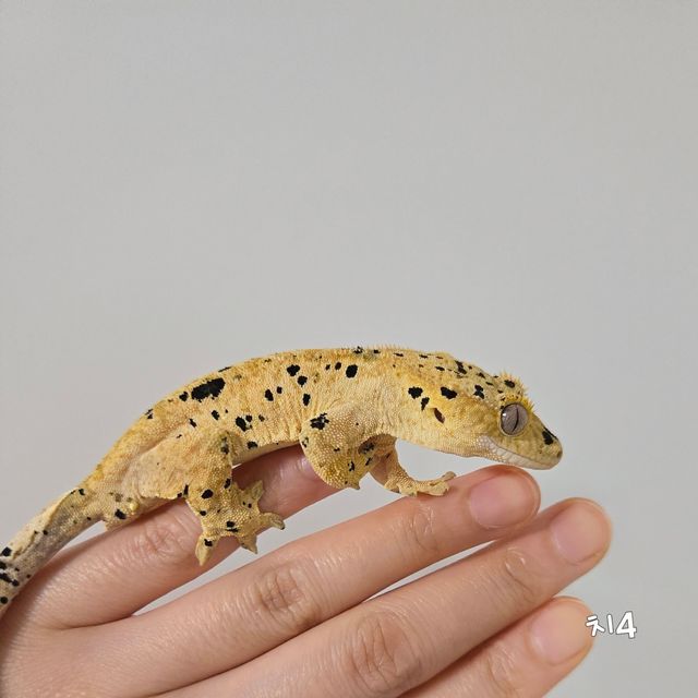 슈퍼달마시안
