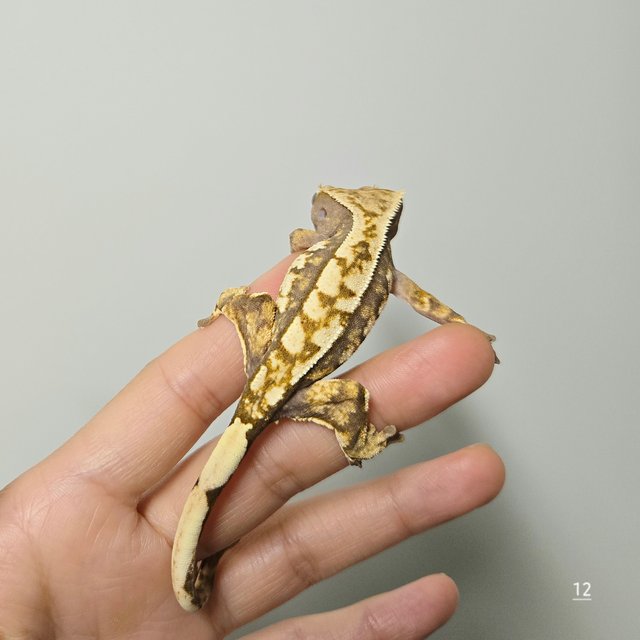 노멀 트라이 익스트림할리퀸