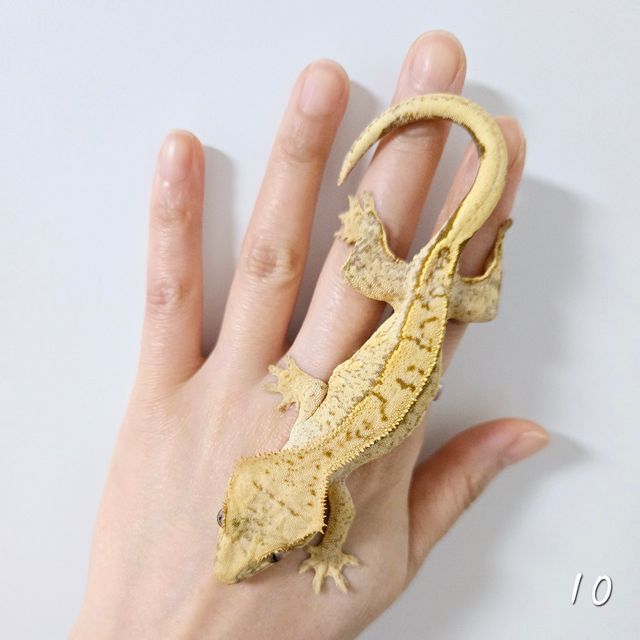 옐로우 노멀