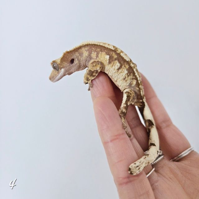레드 트라이 익스트림할리퀸 노멀