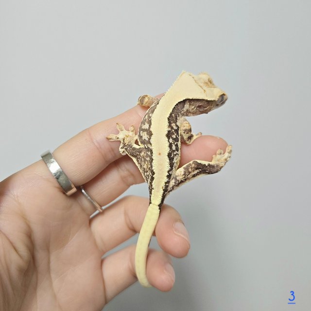 릴리화이트 트라이