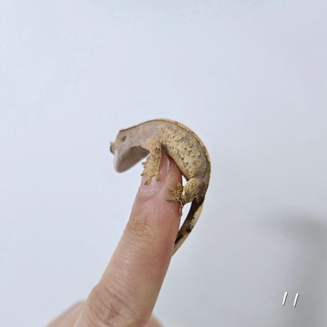 노멀 화이트스팟 화이트포트홀 트라이 익스트림할리퀸