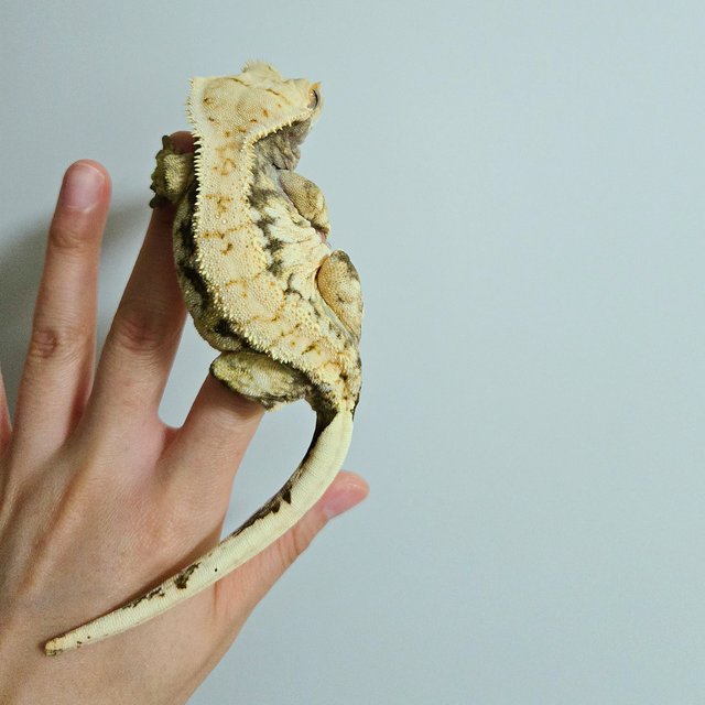 노멀 화이트 드리피 화이트스팟