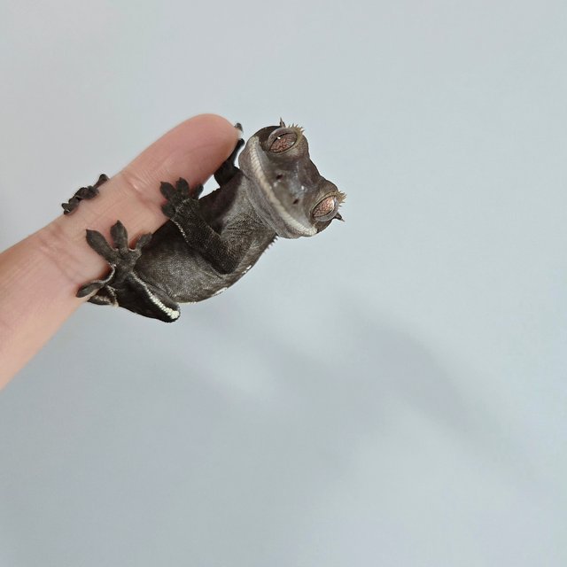 아잔틱 풀핀 화이트핀