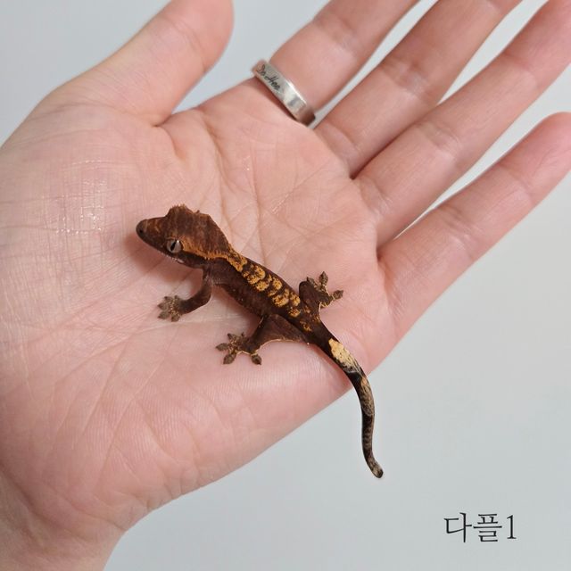 다크 플레임