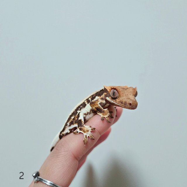 릴리화이트 화이트핀