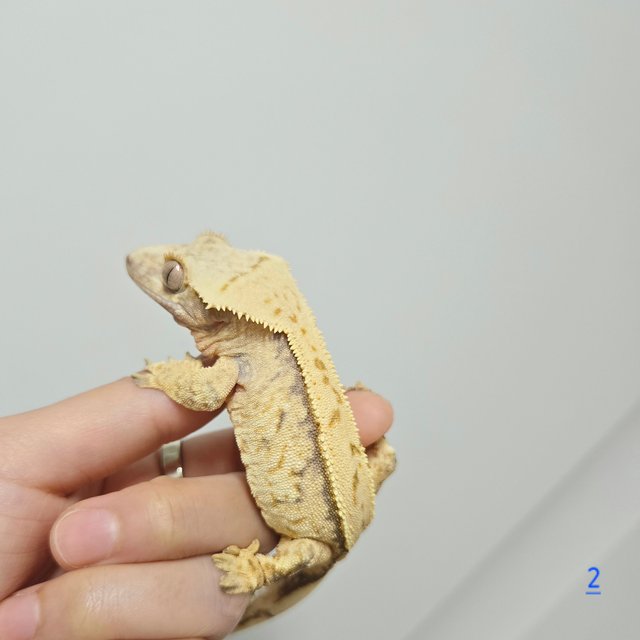 노멀 트라이 익스트림할리퀸 화이트스팟