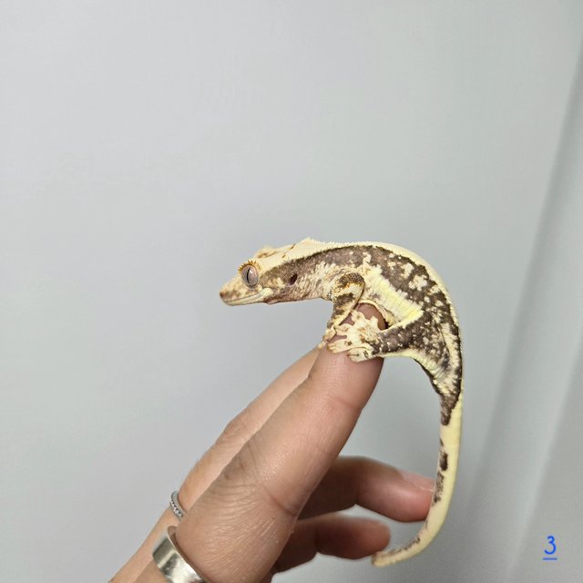 릴리화이트 트라이