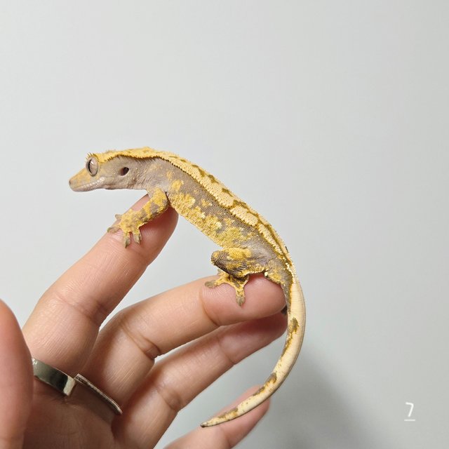 트라이 익스트림할리퀸