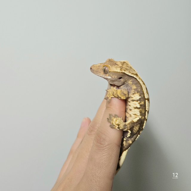 노멀 트라이 익스트림할리퀸