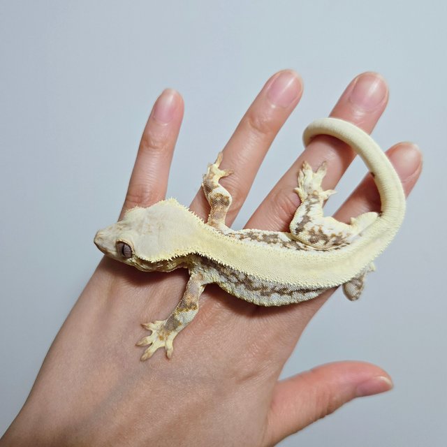 릴리화이트 솔리드백