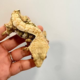 노멀 익스트림할리퀸