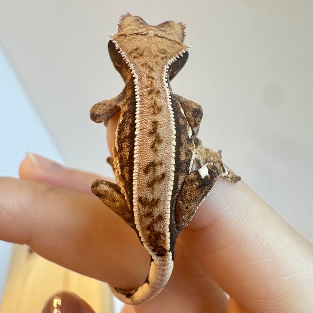 노멀 쿼드 트라이