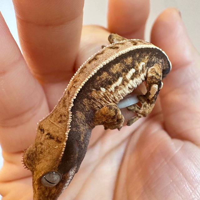 노멀 쿼드 트라이