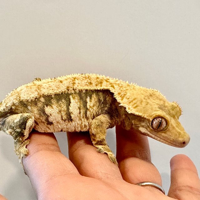 노멀 익스트림할리퀸